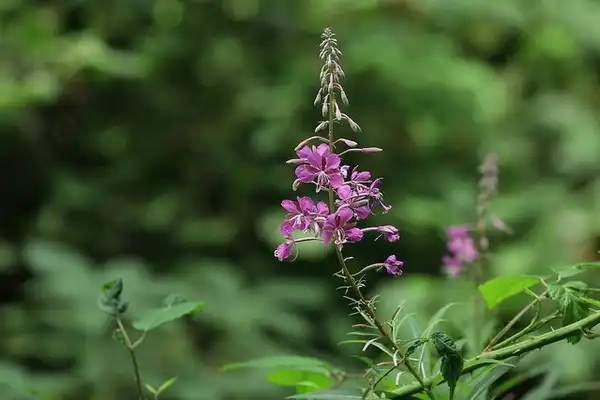 Foto de Epilobium angustifolium (Epilobium angustifoliums)