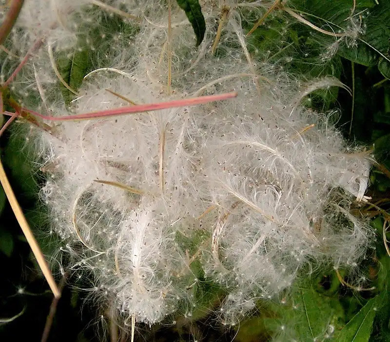 Foto de Epilobium angustifolium - Billowy seeds:Frank Vincentz