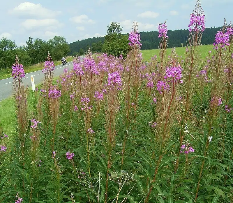 Foto de Epilobium angustifolium - Epilobium angustifolium:Frank Vincentz