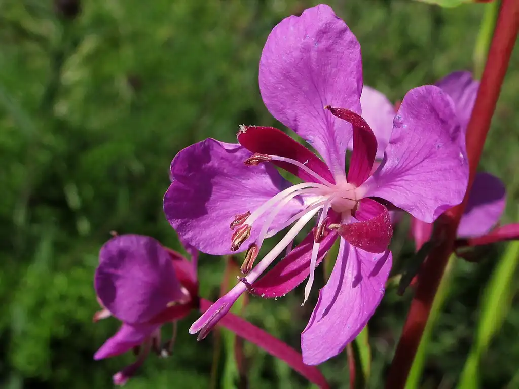 Foto de Epilobium angustifolium - Epilobium angustifolium:jacinta lluch valero