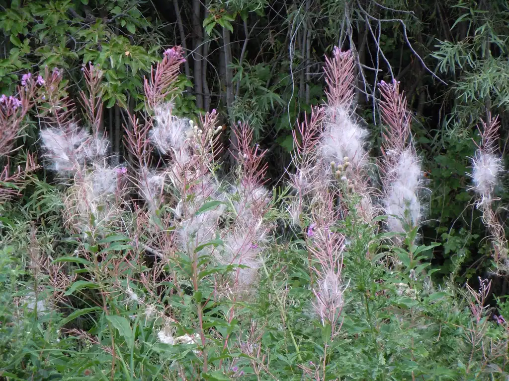 Foto de Epilobium angustifolium - Epilobium angustifolium:Matt Lavin