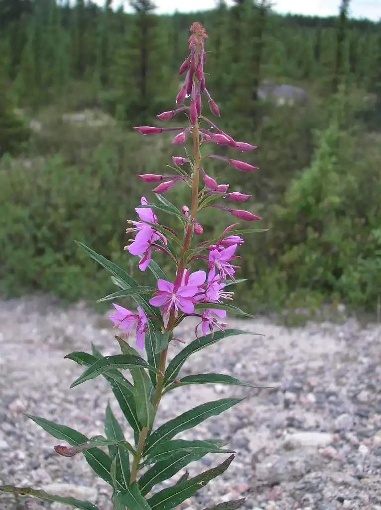 Foto de Epilobium angustifolium - Epilobium angustifolium:peuploup