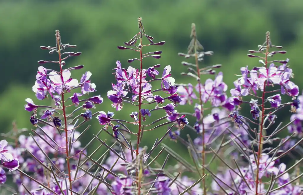 Foto de Epilobium angustifolium - Epilobium angustifolium:Zeynel Cebeci