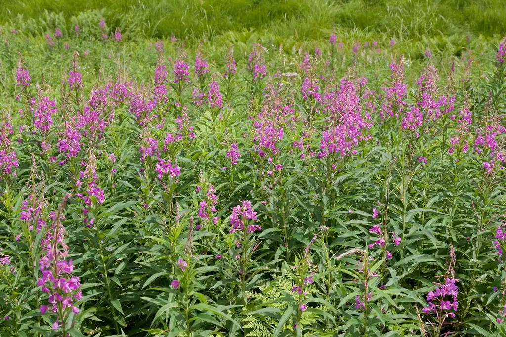 Foto de Epilobium angustifolium - Epilobium angustifolium:Σ64