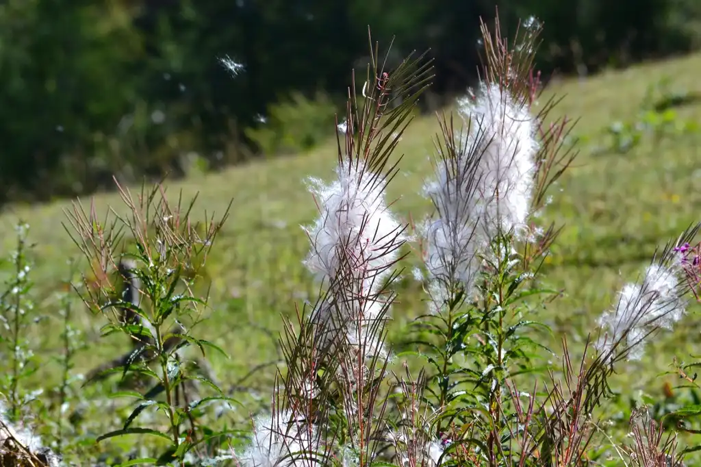 Foto de Epilobium angustifolium - Epilobium angustifolium fruct:Nicolas Weghaupt