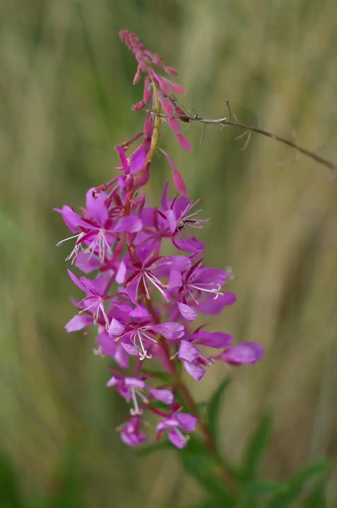 Foto de Epilobium angustifolium - Fireweed Epilobium angustifolium:Robin