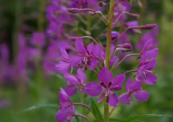 Foto de Epilobium angustifolium - Epilobium angustifolium:Randy Hausken