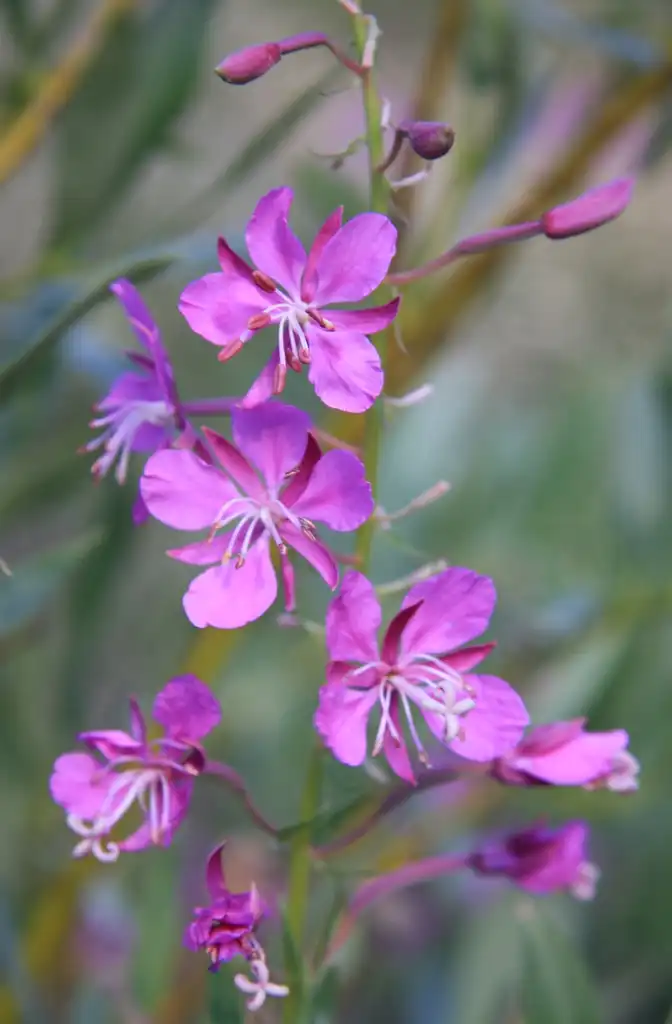 Foto de Epilobium angustifolium - Fireweed Epilobium angustifolium flowerhead:Dcrjsr