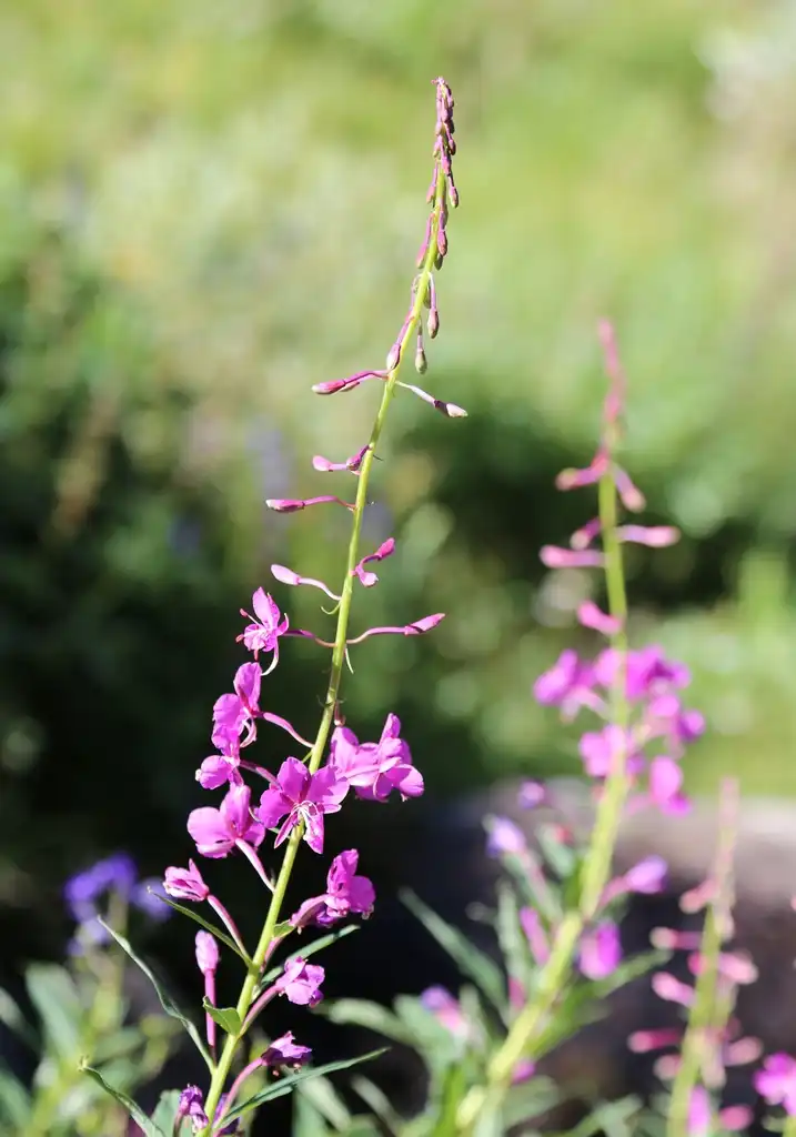 Foto de Epilobium angustifolium - Fireweed Epilobium angustifolium:Dcrjsr