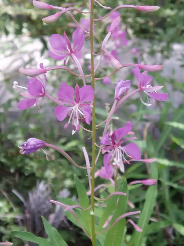 Foto de Epilobium angustifolium - Fireweed Epilobium angustifolium:Tom Hilton
