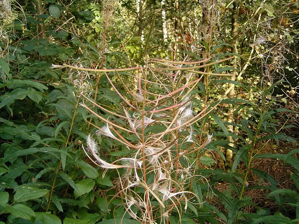 Foto de Epilobium angustifolium - Epilobium angustifolium:Frank Vincentz