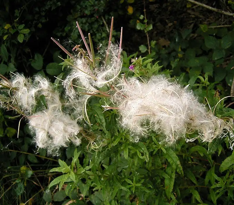 Foto de Epilobium angustifolium - Epilobium angustifolium:Frank Vincentz