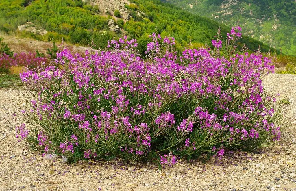 Foto de Epilobium angustifolium - Form:Zeynel Cebeci