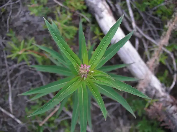 Foto de Epilobium angustifolium - Epilobium angustifolium:peupleloup