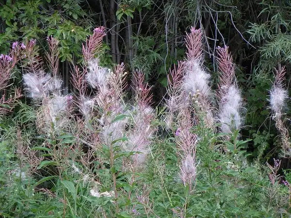 Foto de Epilobium angustifolium - Epilobium angustifolium:Matt Lavin