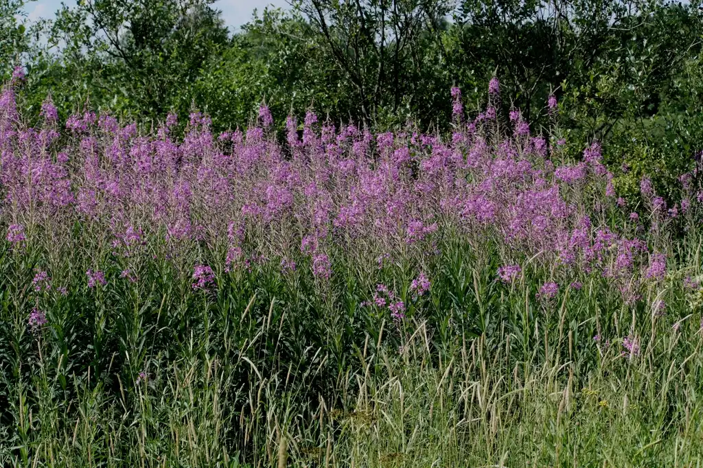 Foto de Epilobium angustifolium - Epilobium angustifolium:Anneli Salo