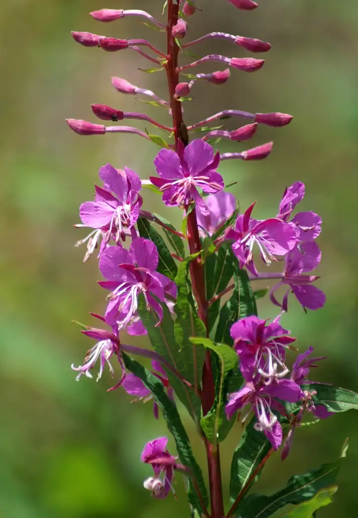 Foto de Epilobium angustifolium - Epilobium angustifolium:böhringer friedrich