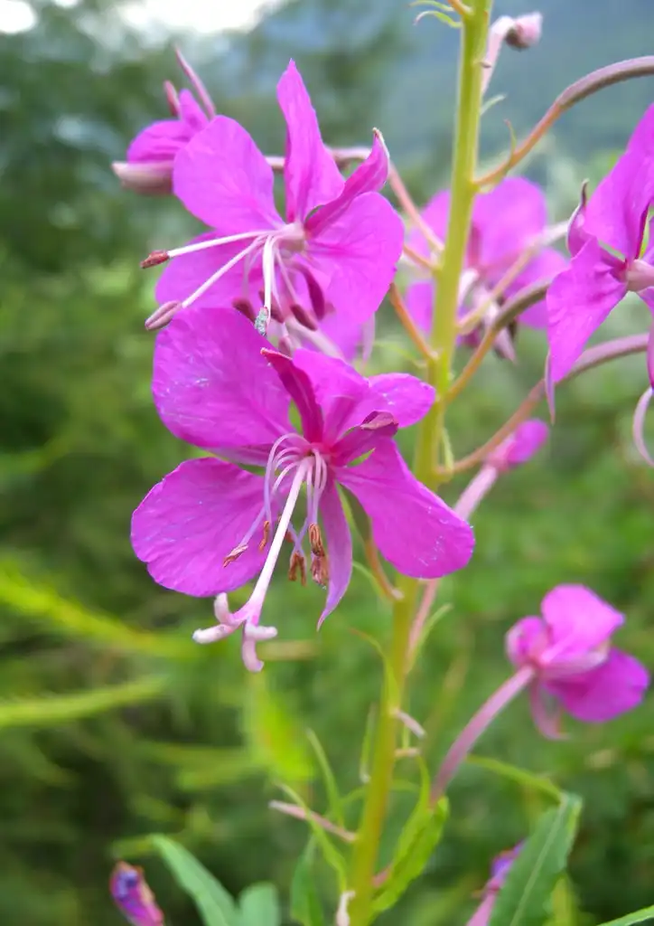 Foto de Epilobium angustifolium - Epilobium angustifolium female phase:Valais MurielBendel