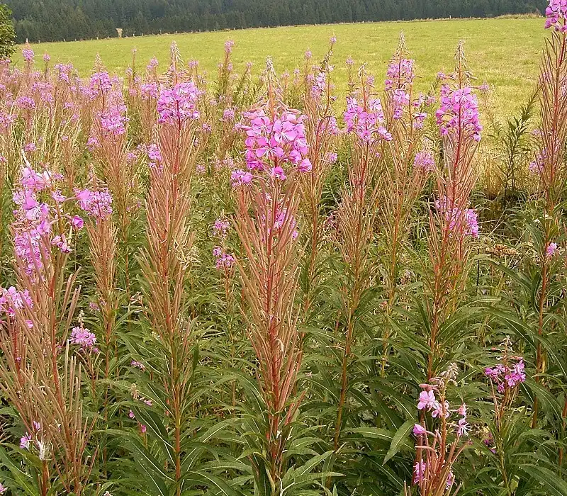 Foto de Epilobium angustifolium - Epilobium angustifolium:Frank Vincentz