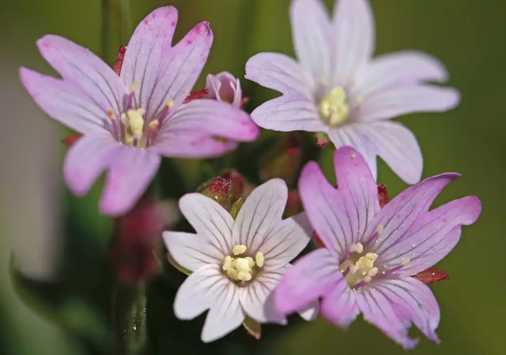 Photo of Epilobium ciliatum (Epilobium ciliatums)