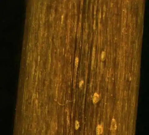 Photo of Epilobium ciliatum (Epilobium ciliatums)