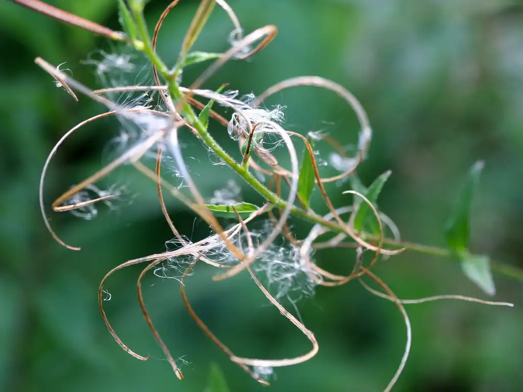 Photo of Epilobium ciliatum - Epilobium ciliatum:Randy A. Nonenmacher