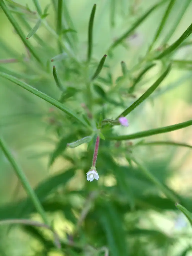 Photo of Epilobium ciliatum - Epilobium ciliatum:Randy A. Nonenmacher
