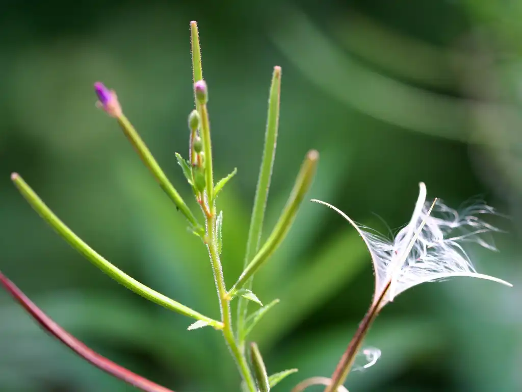 Photo of Epilobium ciliatum - Epilobium ciliatum:Randy A. Nonenmacher