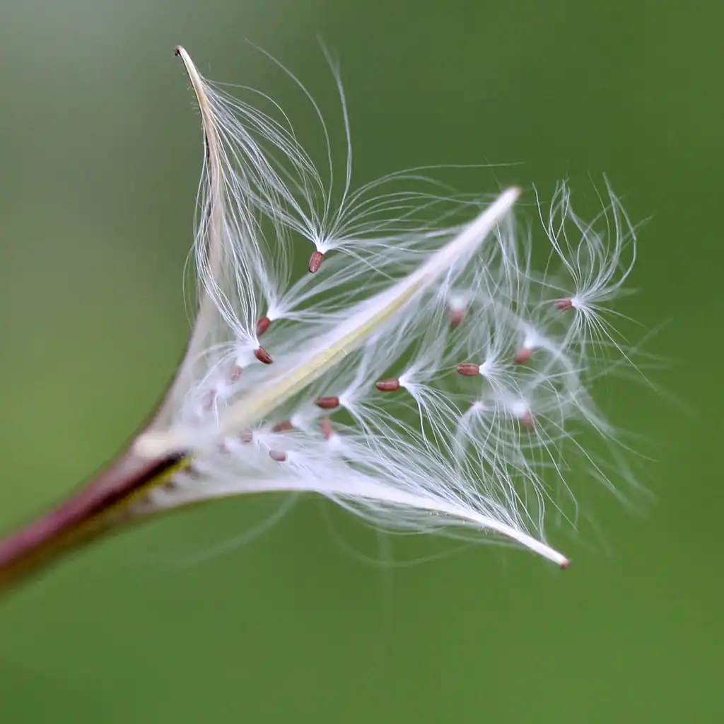 Photo of Epilobium ciliatum - Epilobium ciliatum:Randy A. Nonenmacher