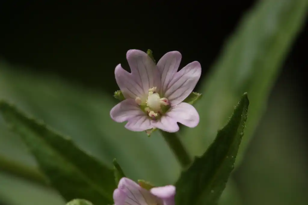 Photo of Epilobium ciliatum - Epilobium ciliatum:Walter Siegmund