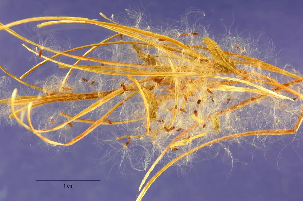 Photo of Epilobium ciliatum - Epilobium ciliatum:Jose Hernandez