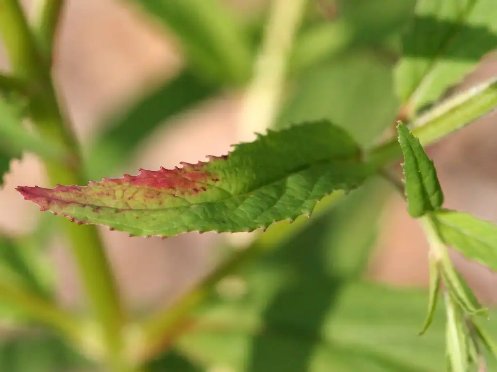 Photo of Epilobium ciliatum - Epilobium ciliatum:R. A. Nonenmacher