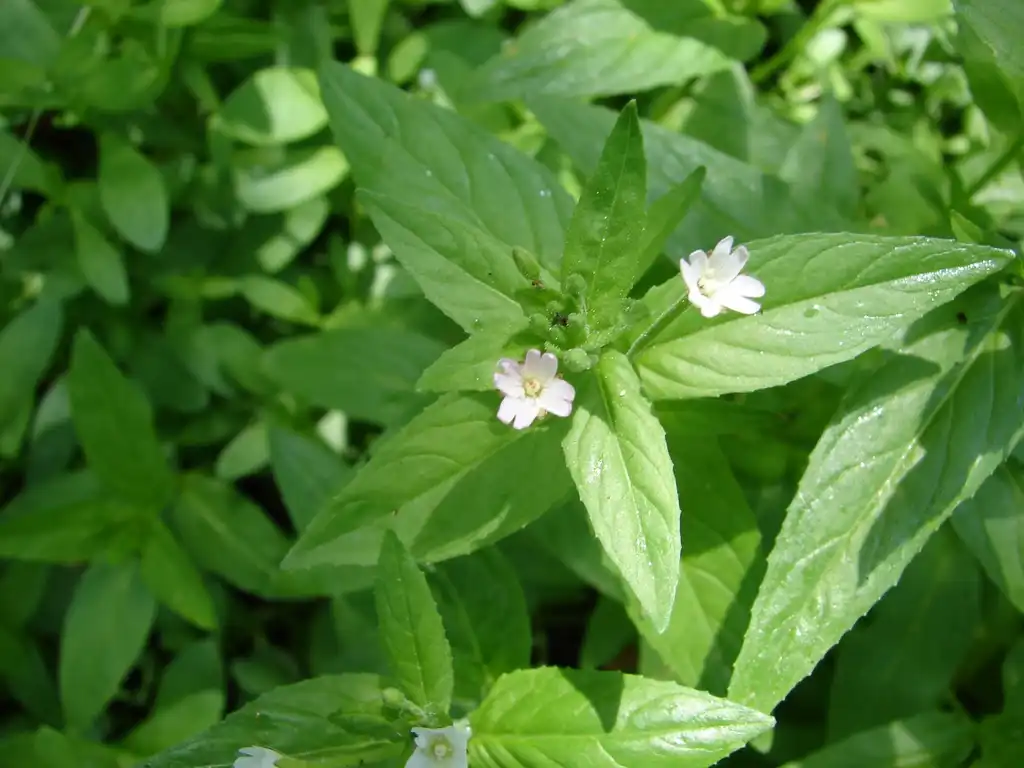 Photo of Epilobium ciliatum - Epilobium ciliatum:Sheri Hagwood