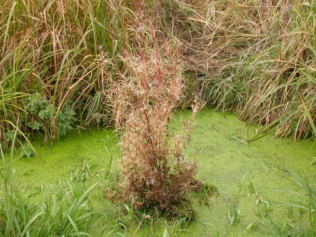 Photo of Epilobium ciliatum - Epilobium ciliatum:Matt Lavin