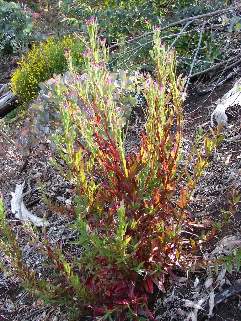 Photo of Epilobium ciliatum - Epilobium ciliatum:Forest & Kim Starr
