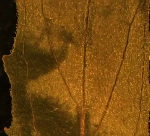 Photo of Epilobium ciliatum - Epilobium ciliatum leaf margin:Alexander Krings