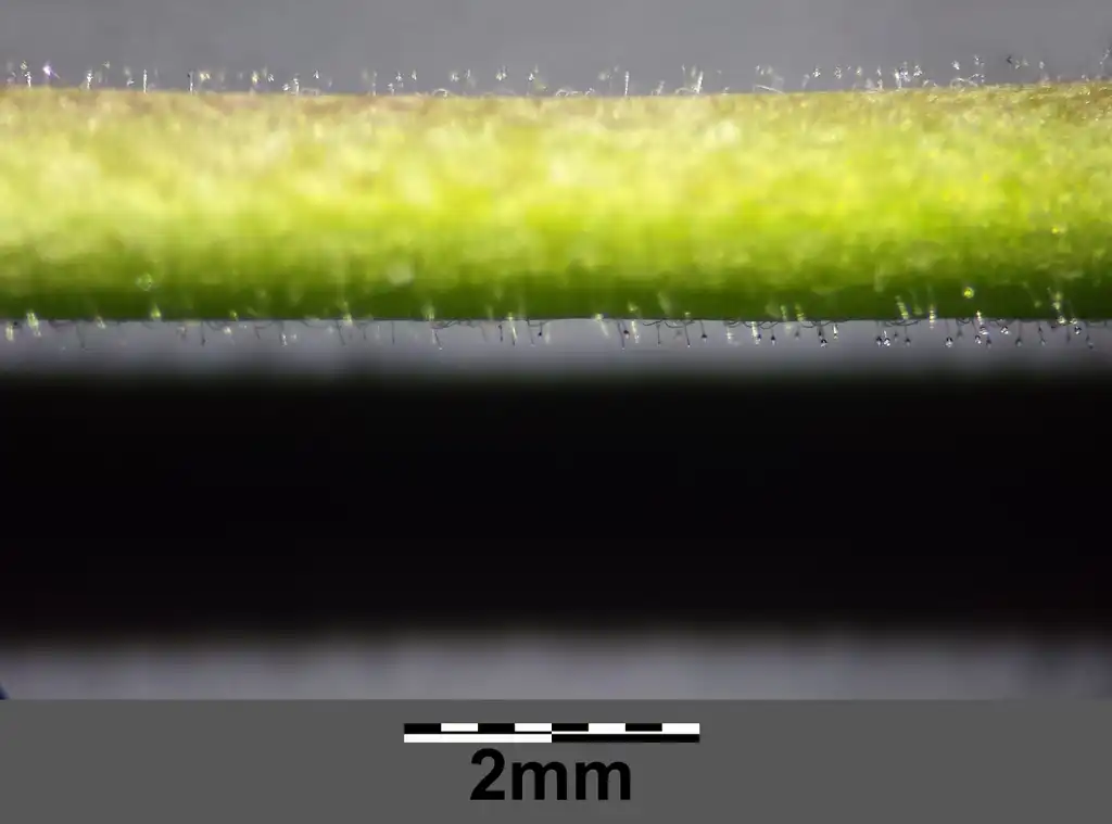 Photo of Epilobium ciliatum - stem:Stefan.lefnaer