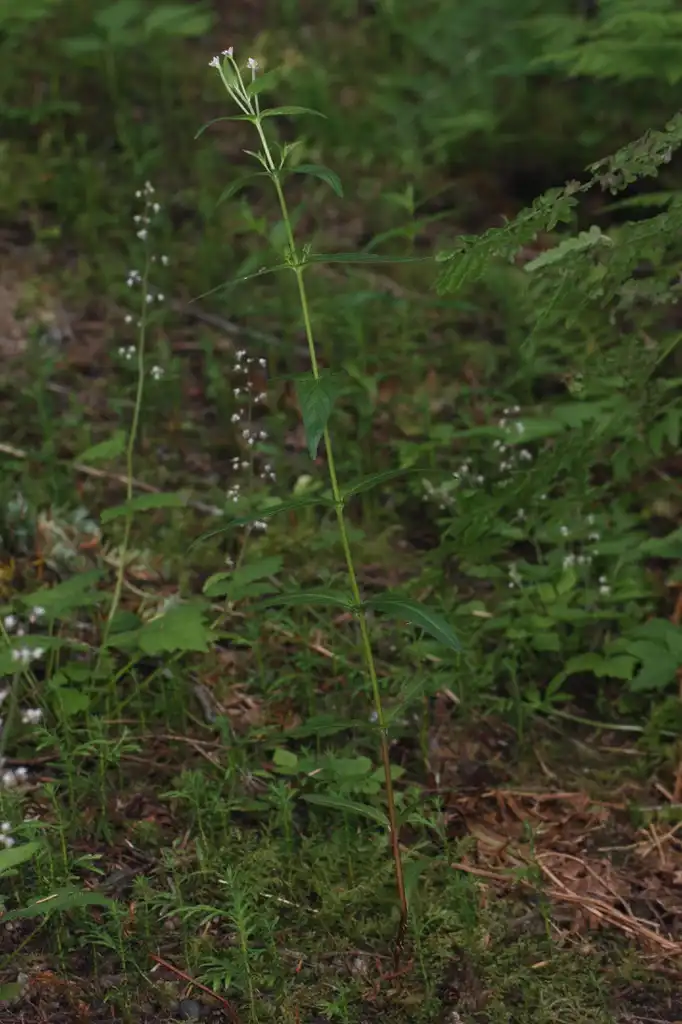 Photo of Epilobium ciliatum - leaves:Walter Siegmund