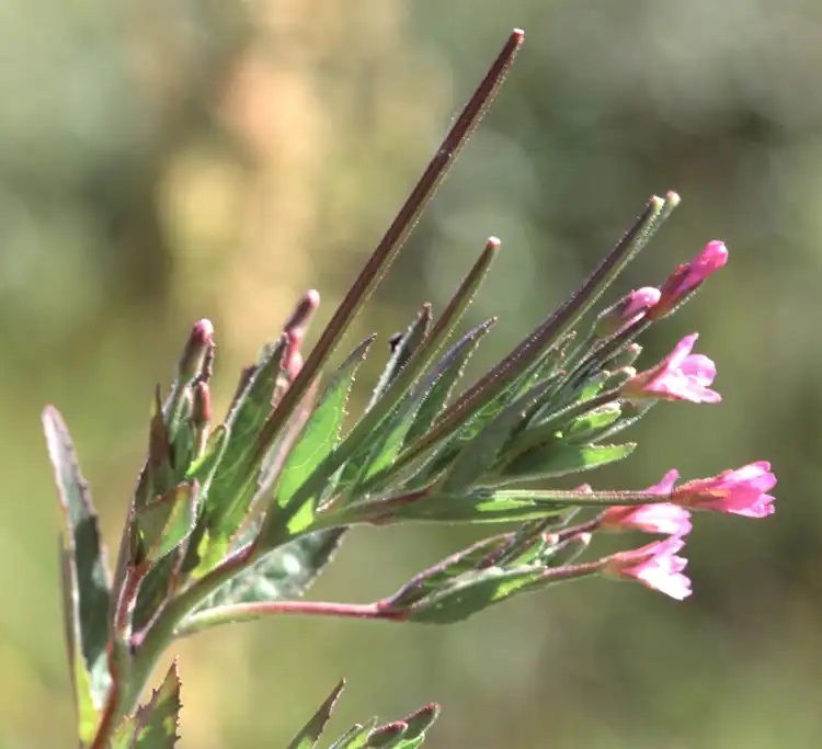 Photo of Epilobium ciliatum - flowers:Gordon Leppig & Andrea J. Pickart