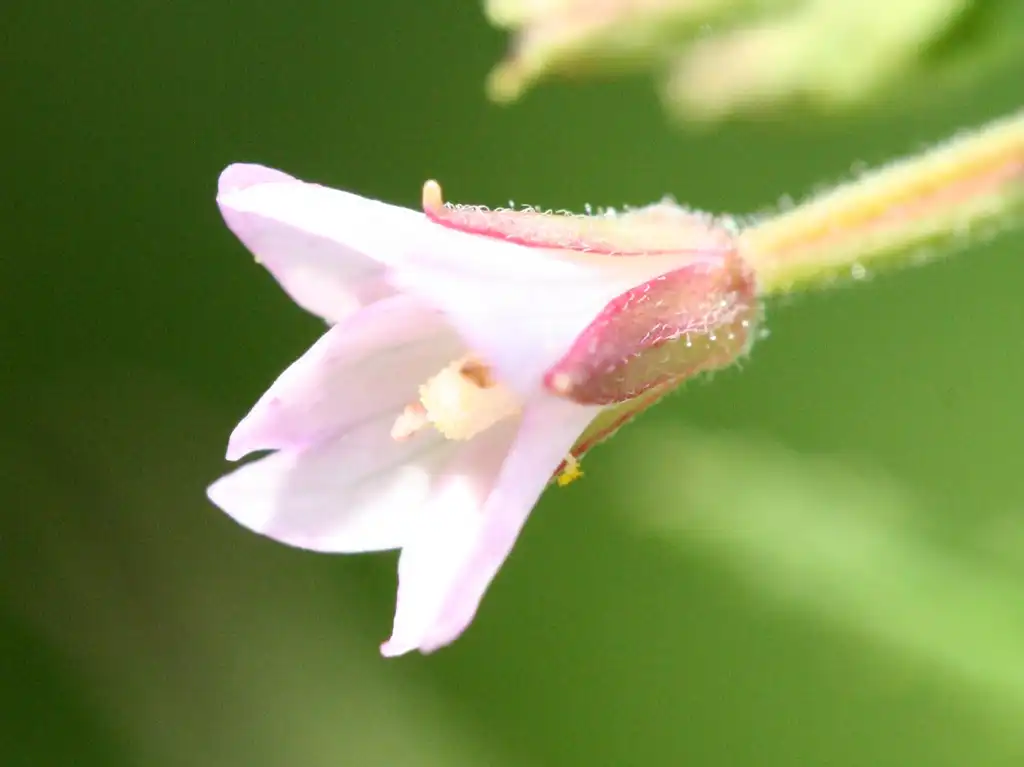 Photo of Epilobium ciliatum - flower:R. A. Nonenmacher