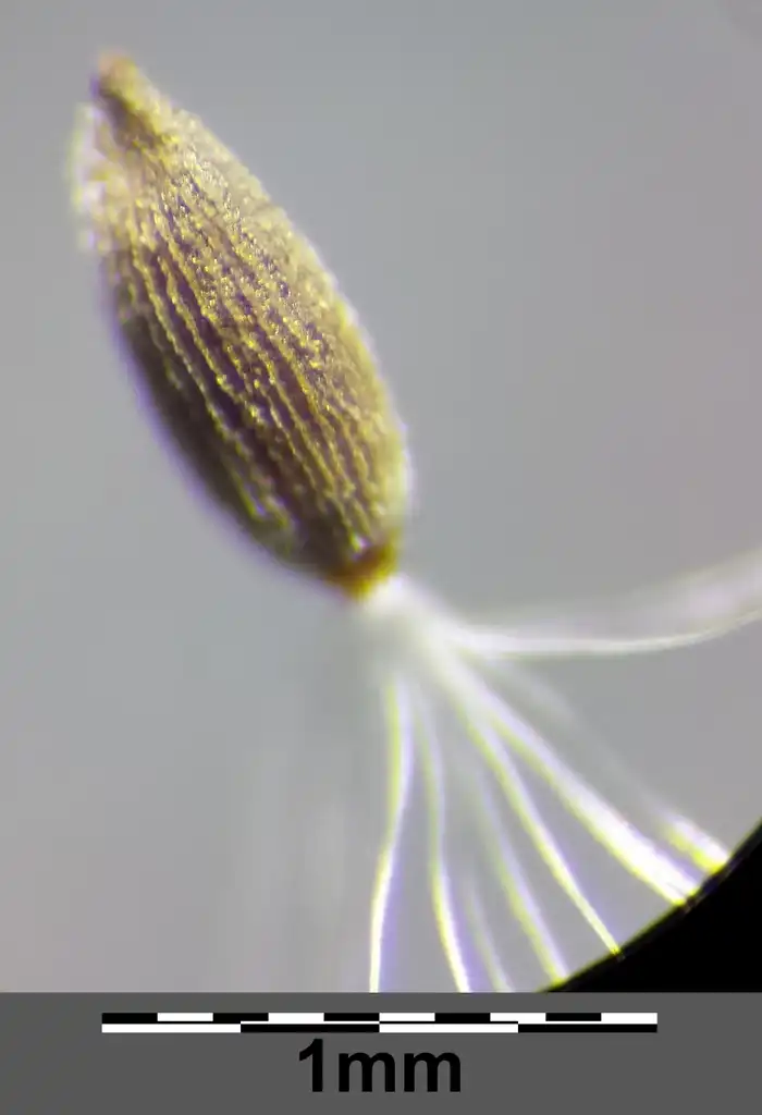 Photo of Epilobium ciliatum - flower:Stefan.lefnaer