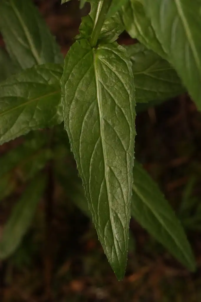 Photo of Epilobium ciliatum - leaves:Walter Siegmund
