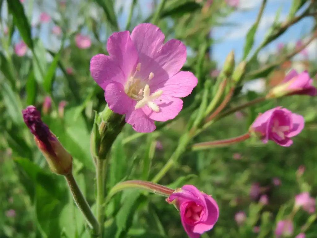 Фото Epilobium hirsutum (Epilobium hirsutums)
