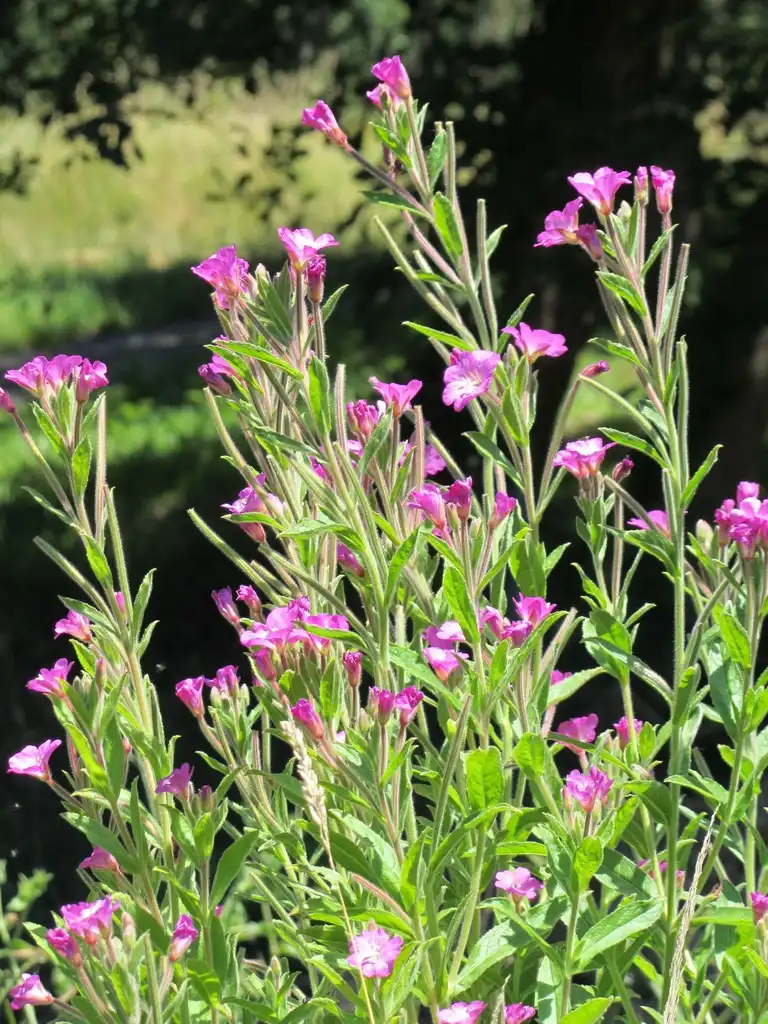 Фото Epilobium hirsutum (Epilobium hirsutums)