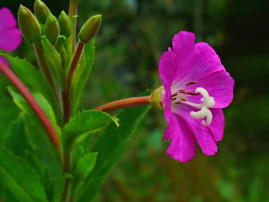 Фото Epilobium hirsutum - leaves and flowers:H. Zell