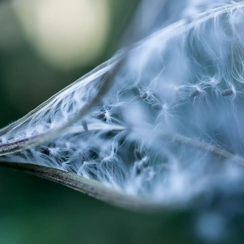 Фото Epilobium hirsutum - Seed Head:colin