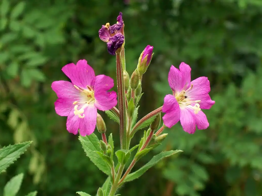Foto de Epilobium (Epilobiums)
