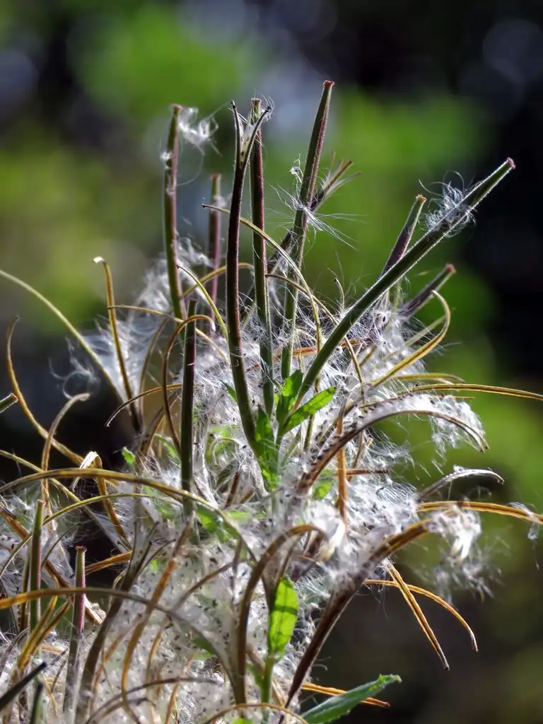 Foto de Epilobium - Seeds:Acabashi