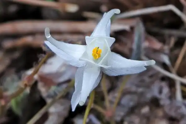 Photo of Epimedium sempervirens (Epimedium sempervirenss)