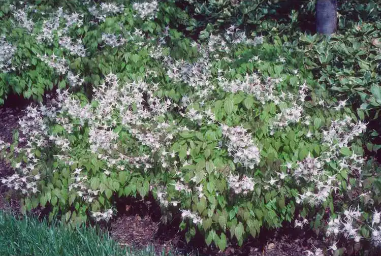 Photo of Epimedium sempervirens - Form:JC Raulston Arboretum